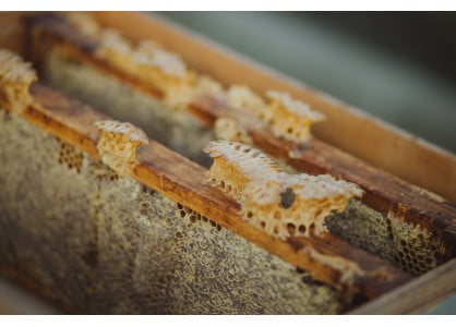 Le miellat de forêt – un concentré de minéraux pur et naturel